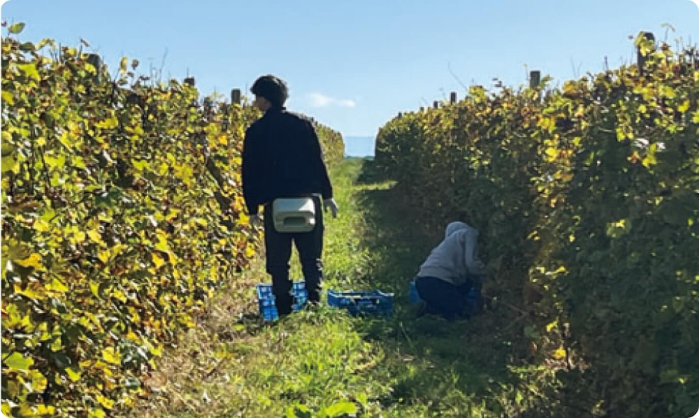 ぶどう収穫の様子